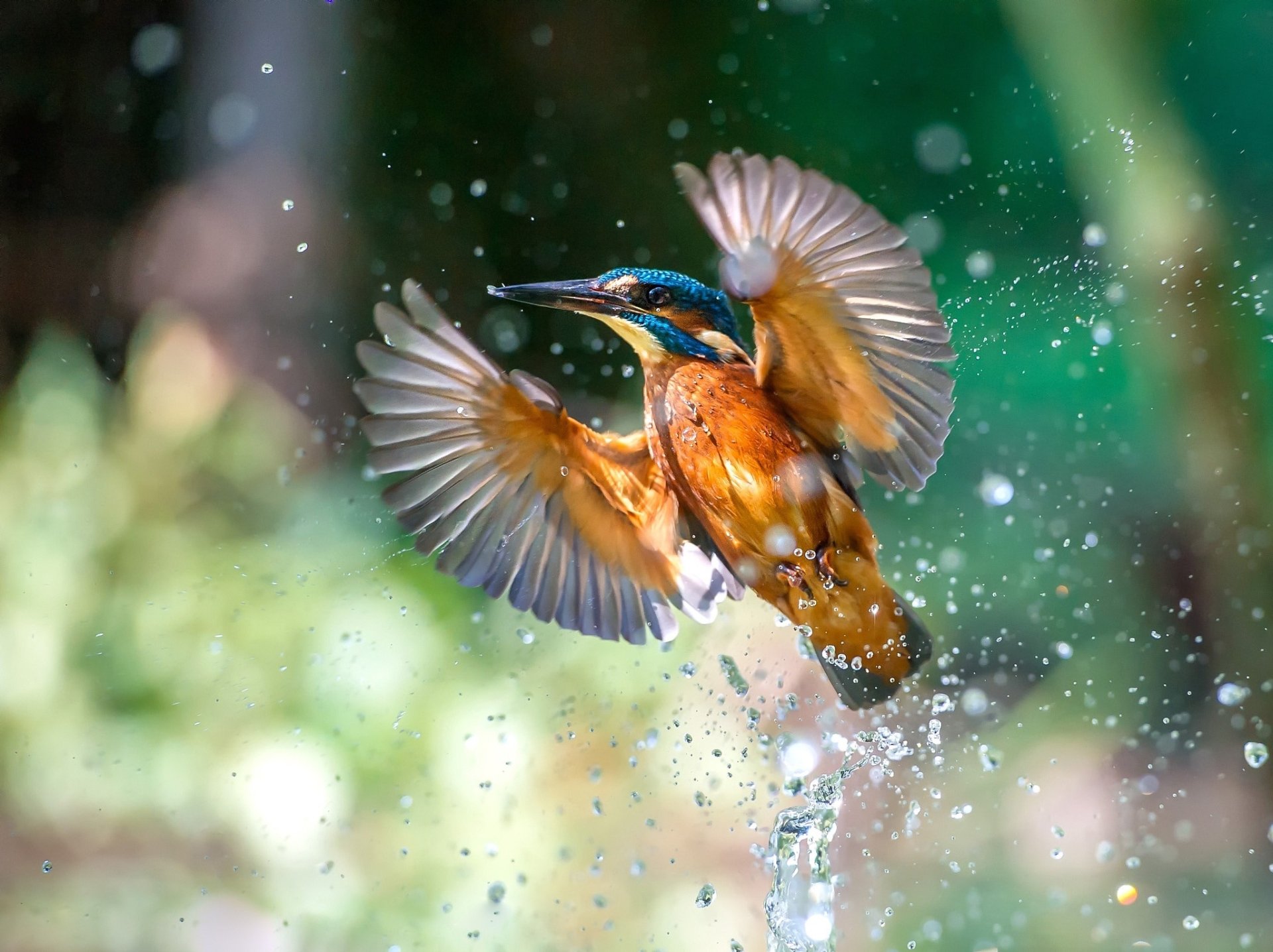 HD PC desktop wallpaper featuring a vibrant kingfisher bird in mid-flight with water droplets sparkling around it against a blurred natural background.