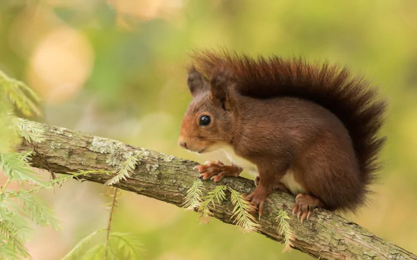 HD PC desktop wallpaper featuring a close-up of a brown squirrel rodent perched on a branch against a softly blurred natural background.