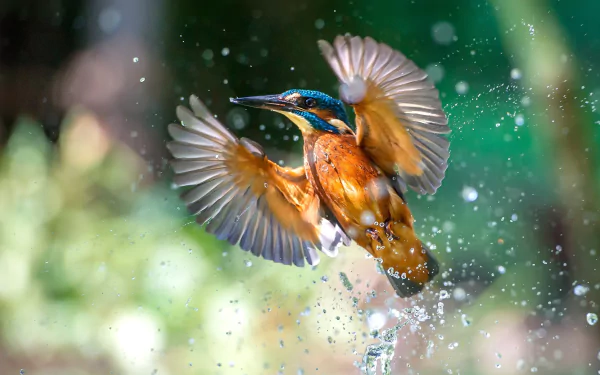 HD PC desktop wallpaper featuring a vibrant kingfisher bird in mid-flight with water droplets sparkling around it against a blurred natural background.