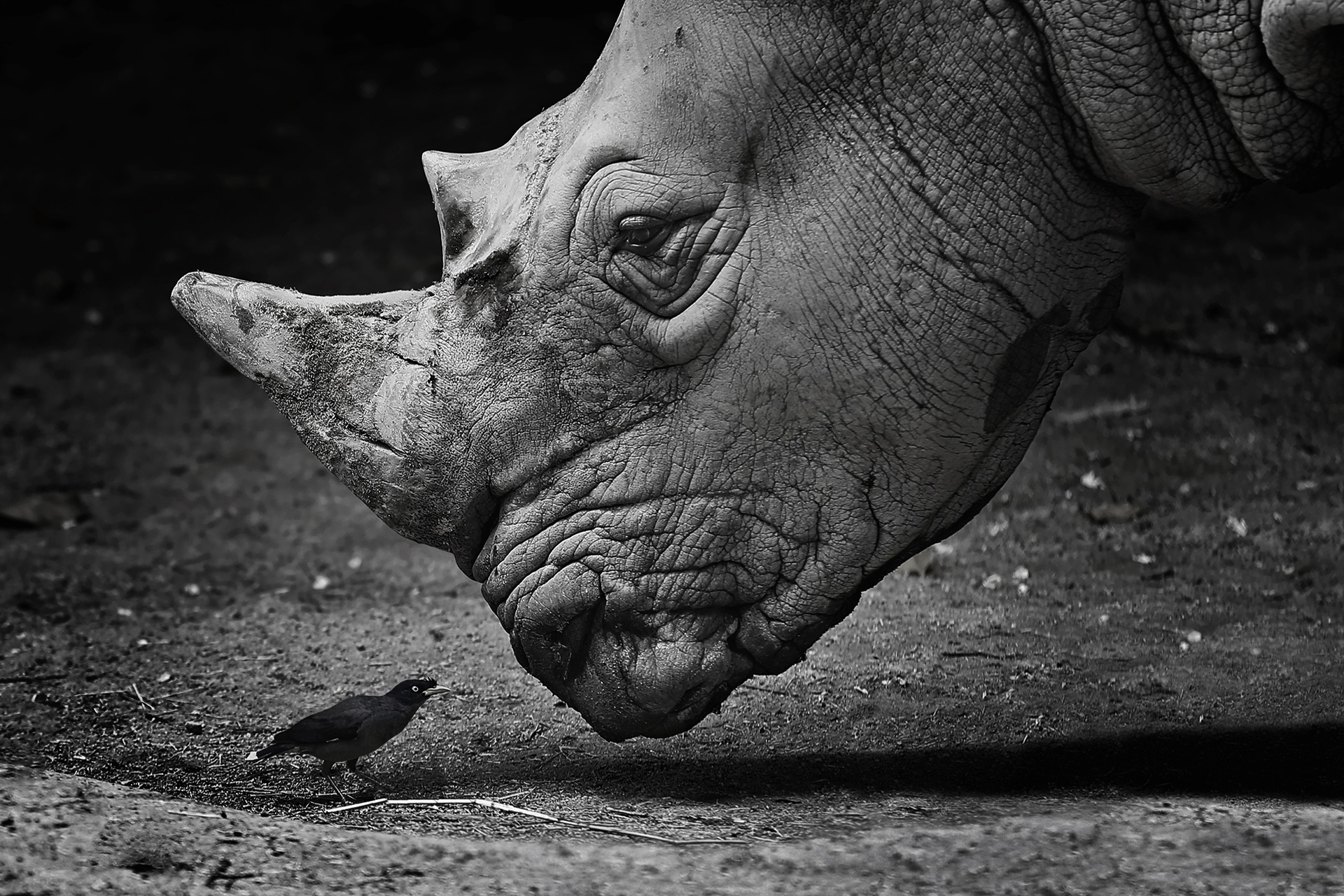 Animal Rhino HD Wallpaper | Background Image