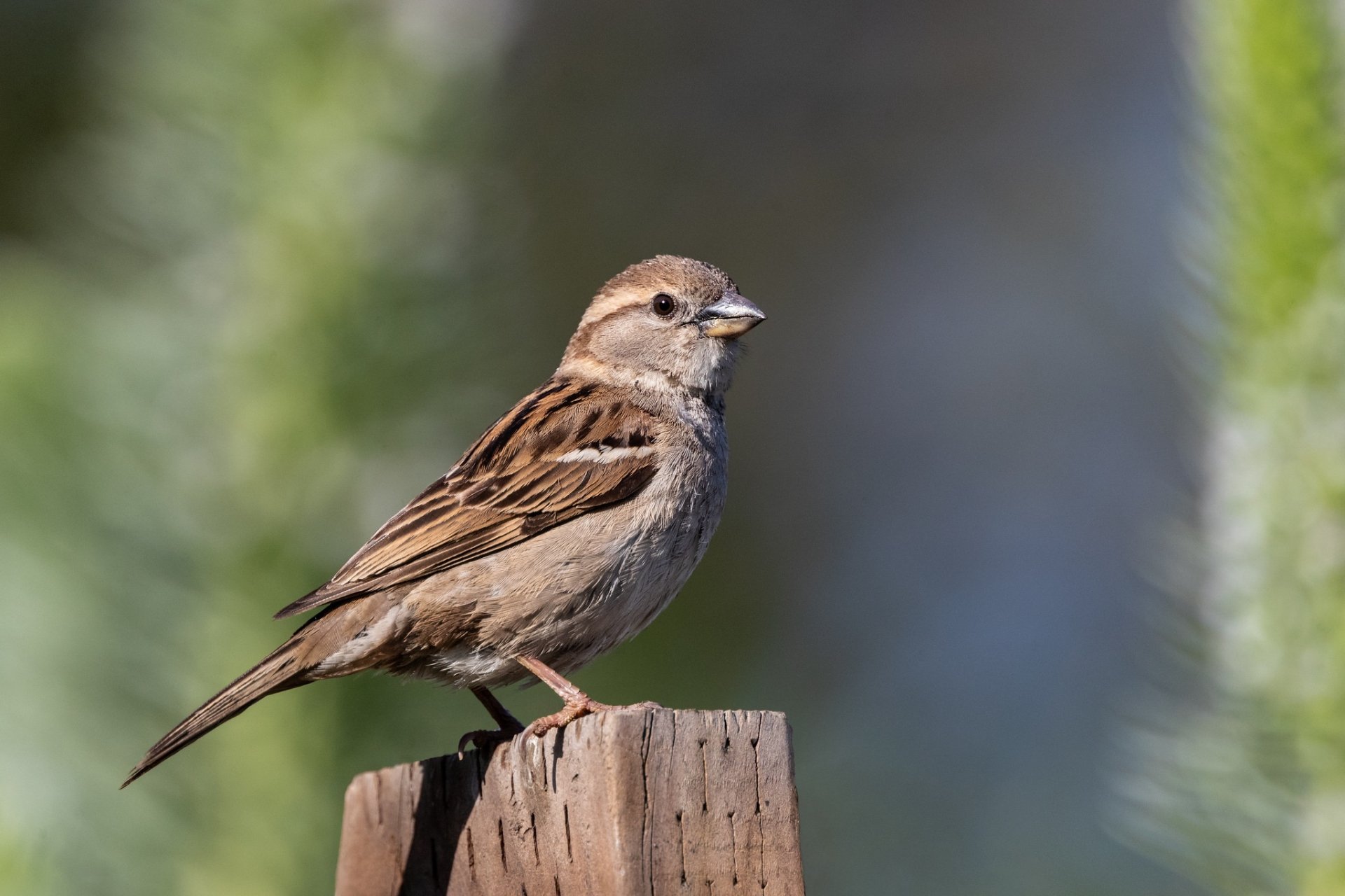 High-Def Sparrow Spectacle