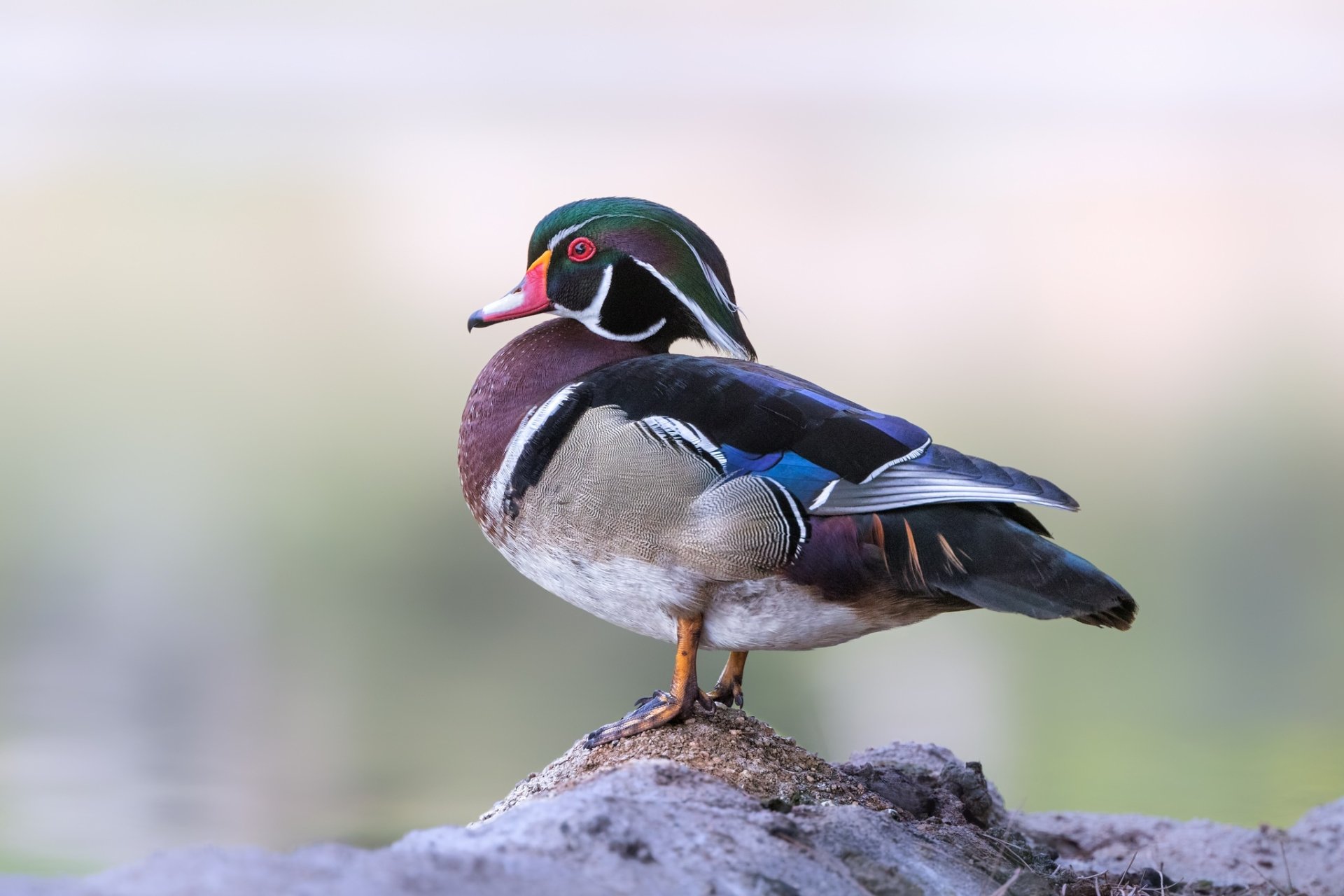 Download Bird Duck Animal Wood Duck HD Wallpaper