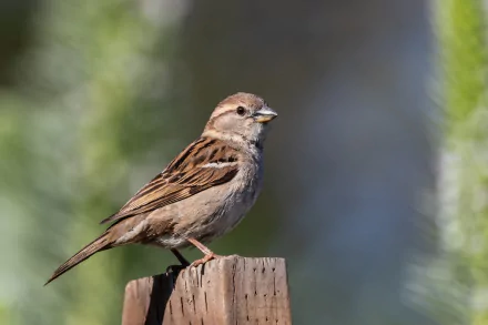 HD desktop wallpaper featuring a close-up of a sparrow bird perched on a wooden post with a blurred natural background.