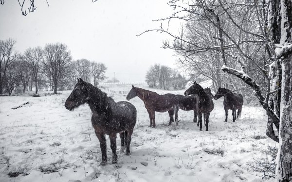 Animal Horse Snow Snowfall Winter HD Wallpaper | Background Image