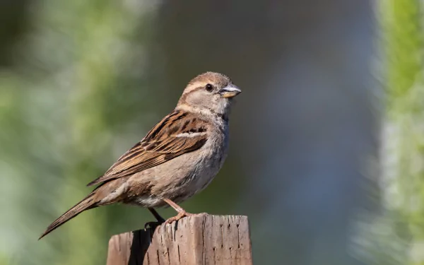 HD desktop wallpaper featuring a close-up of a sparrow bird perched on a wooden post with a blurred natural background.