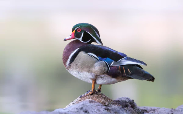 bird duck Animal wood duck HD Desktop Wallpaper | Background Image