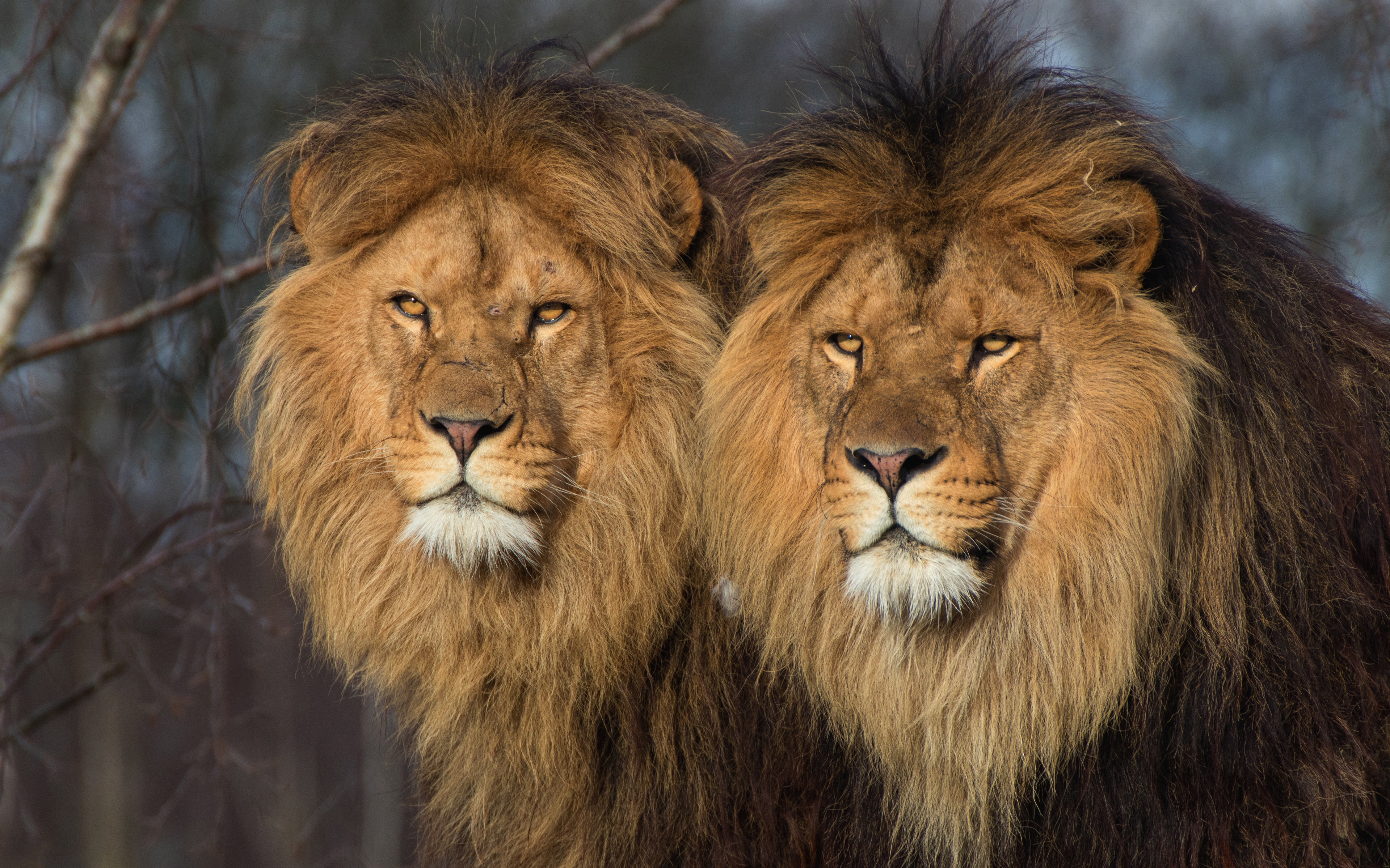 Лева 2 часа. Красивый Лев. Два Льва. Морда Льва. Львы братья.