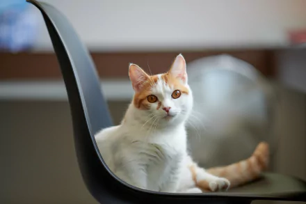 Close-up of a white and orange cat staring attentively, captured in 8K Ultra HD as a PC desktop wallpaper and background.