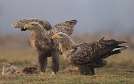 Two white-tailed eagles, birds of prey, stand on the ground near a carcass in a natural setting. This HD image serves as a striking PC desktop wallpaper.