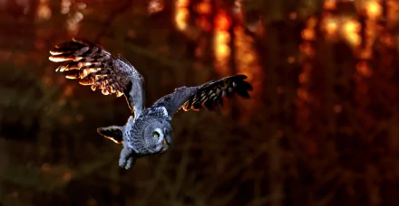 HD desktop wallpaper featuring a great grey owl in mid-flight against a blurred autumn forest background.