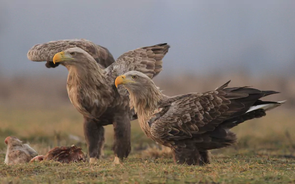 Two white-tailed eagles, birds of prey, stand on the ground near a carcass in a natural setting. This HD image serves as a striking PC desktop wallpaper.