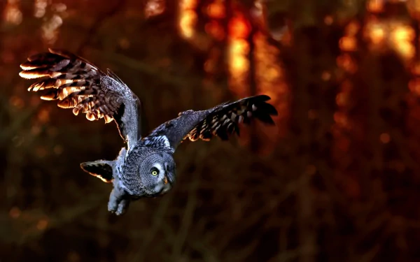 HD desktop wallpaper featuring a great grey owl in mid-flight against a blurred autumn forest background.