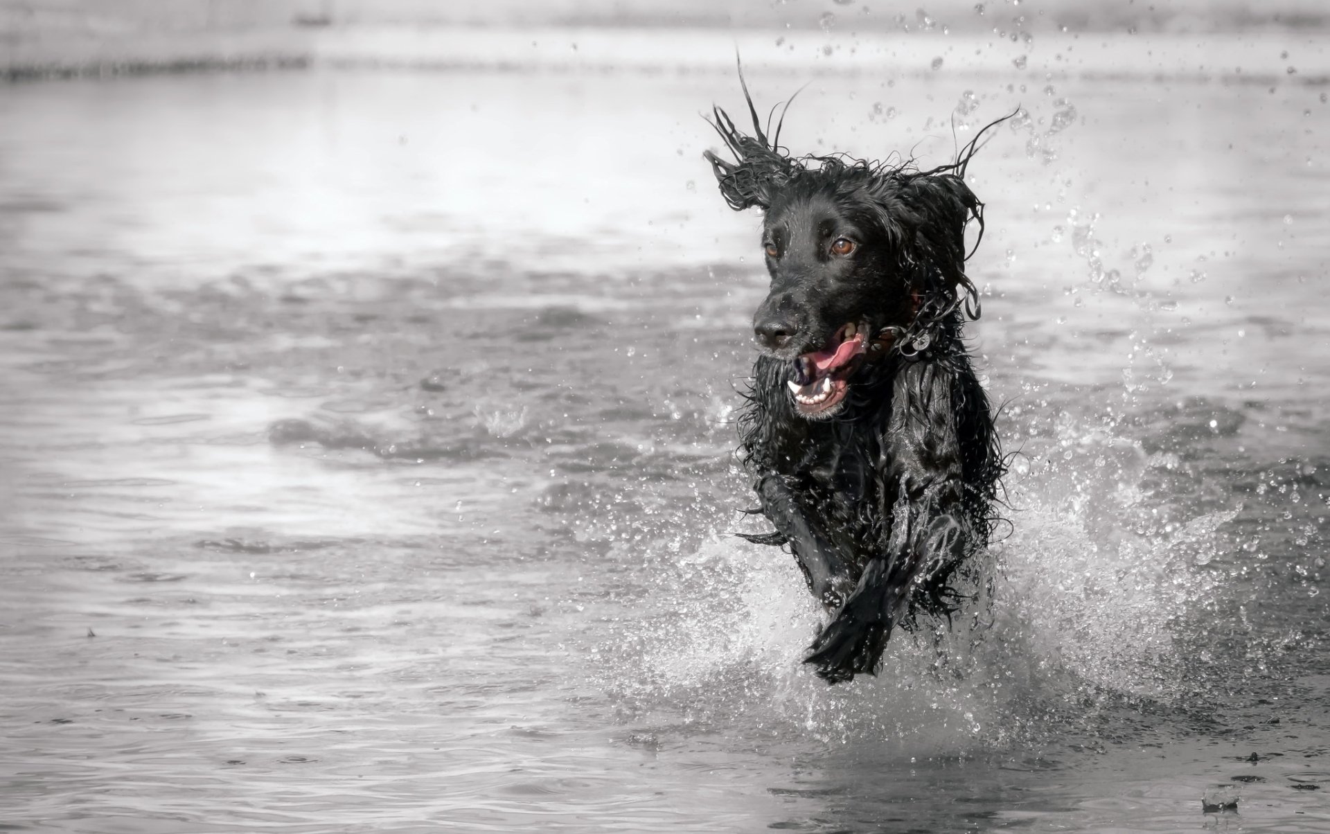 A black dog splashes energetically through shallow water, captured in a high-definition PC desktop wallpaper and background.