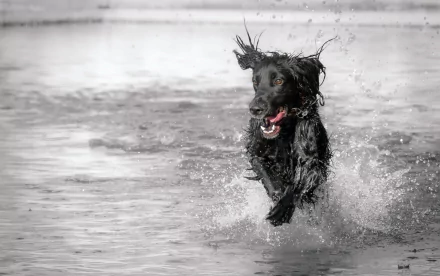 A black dog splashes energetically through shallow water, captured in a high-definition PC desktop wallpaper and background.
