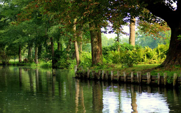 A serene lake surrounded by lush greenery, ferns, and towering trees captures the tranquility of nature in this vibrant HD desktop wallpaper.