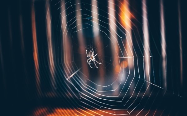 Animal Spider Spiders Spider Web Macro HD Wallpaper | Background Image