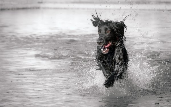 Animal Dog Dogs Splash HD Wallpaper | Background Image