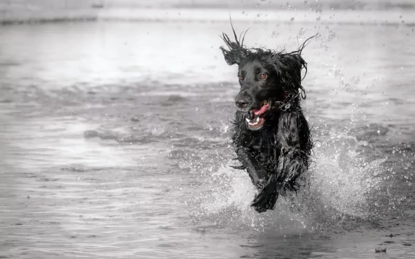 A black dog splashes energetically through shallow water, captured in a high-definition PC desktop wallpaper and background.