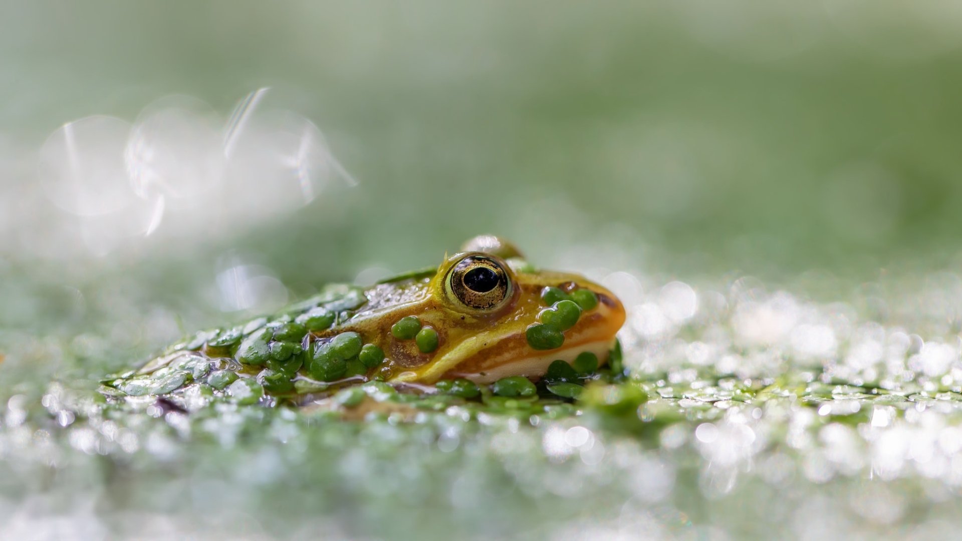 Green amphibian frog peeking from dew-covered moss — HD PC desktop wallpaper and background image of an animal with soft green bokeh.