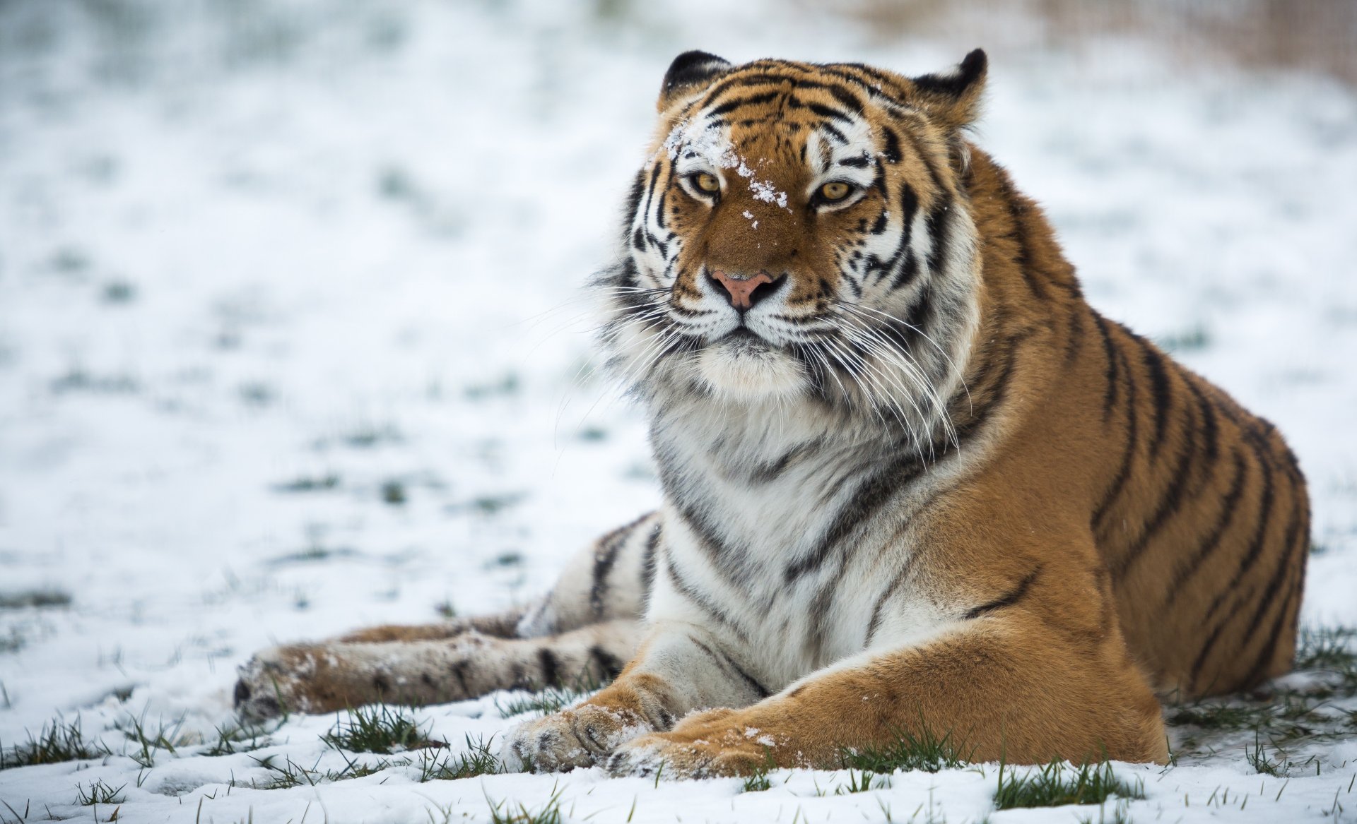 Download Snow Animal Tiger 4k Ultra HD Wallpaper