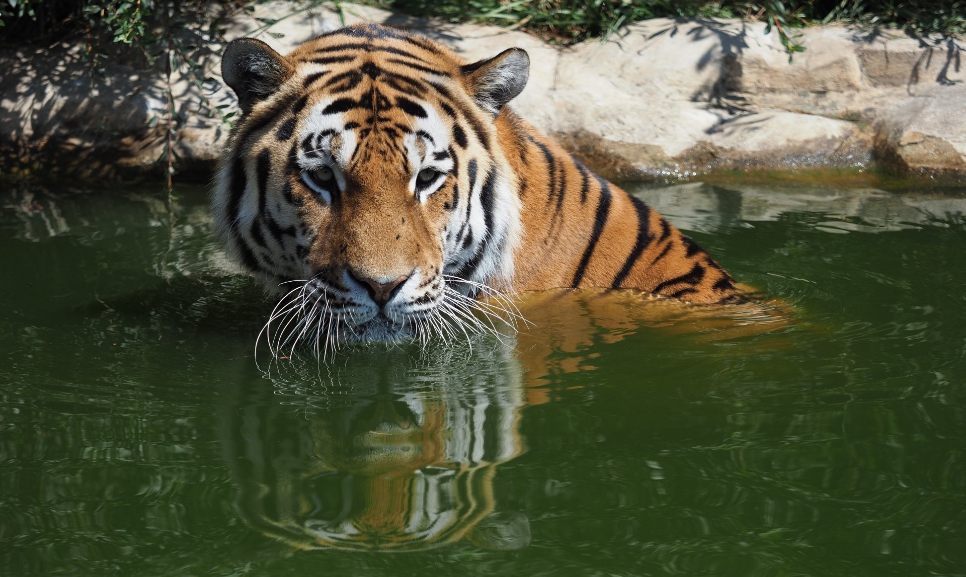 Zoo animal: tiger wading in green water, intense stare and reflection — 5K Ultra HD PC desktop wallpaper and background.