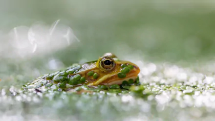 Green amphibian frog peeking from dew-covered moss — HD PC desktop wallpaper and background image of an animal with soft green bokeh.