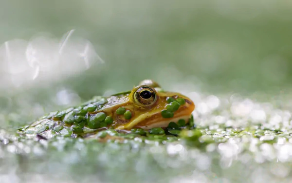 Green amphibian frog peeking from dew-covered moss — HD PC desktop wallpaper and background image of an animal with soft green bokeh.