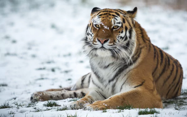 A majestic tiger resting on snowy ground, captured in stunning 4K Ultra HD detail for a PC desktop wallpaper background.