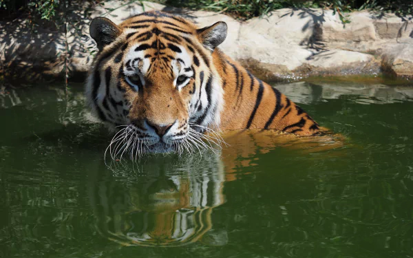 Zoo animal: tiger wading in green water, intense stare and reflection — 5K Ultra HD PC desktop wallpaper and background.