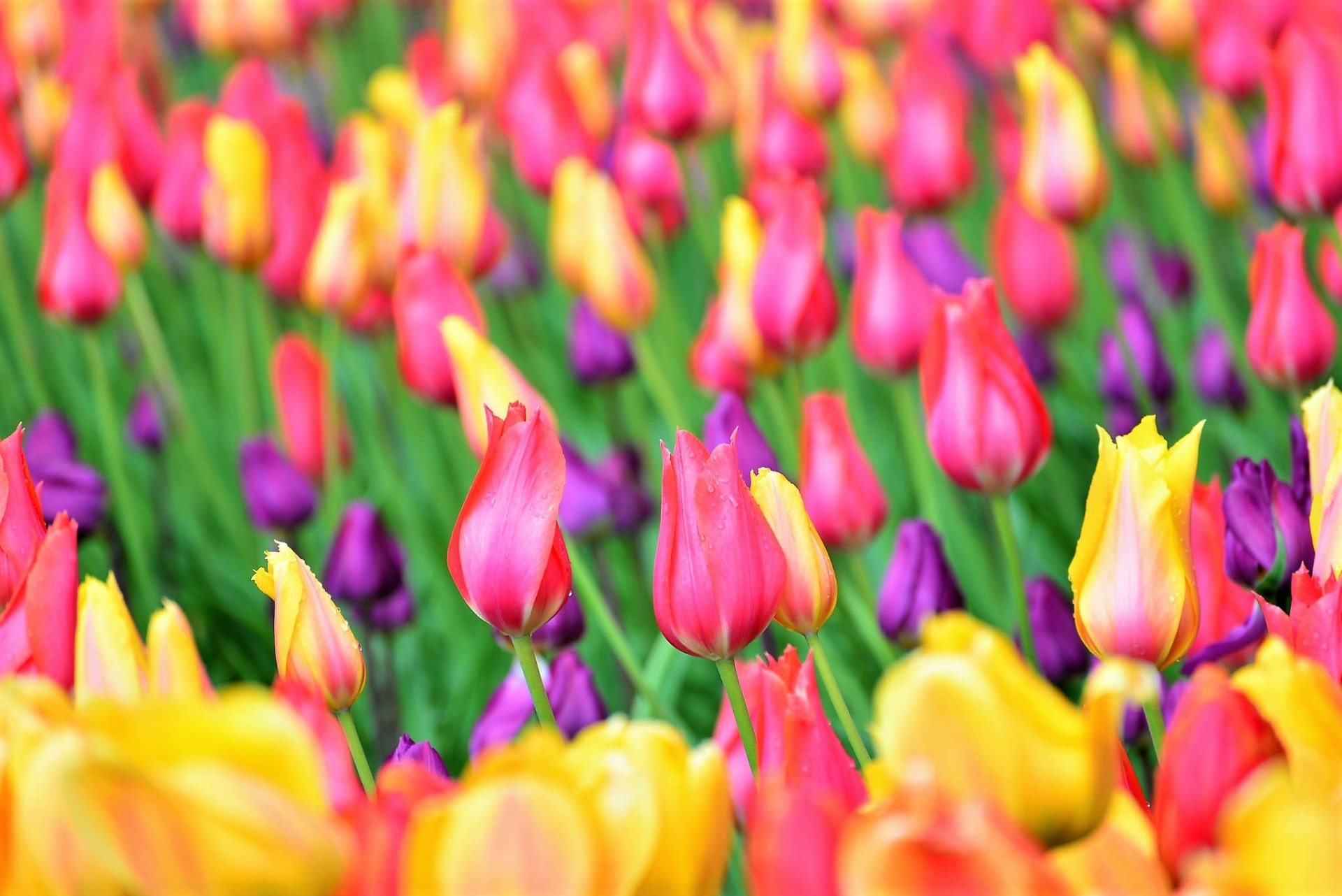 Download Purple Flower Yellow Flower Pink Flower Field Flower Nature Tulip HD Wallpaper