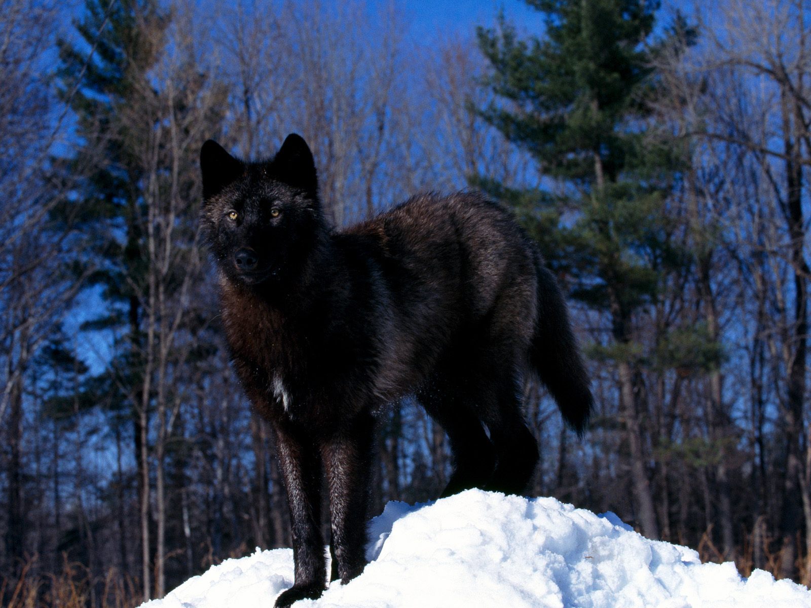 Majestic black wolf standing in a serene forest