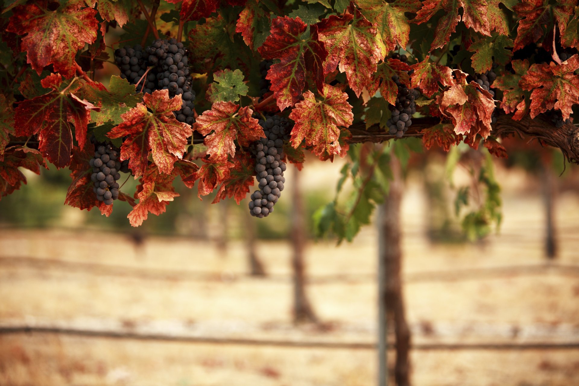 A close-up of vibrant autumn leaves and clusters of dark grapes, set against a soft-focus vineyard background, creating a rich, textured HD wallpaper.