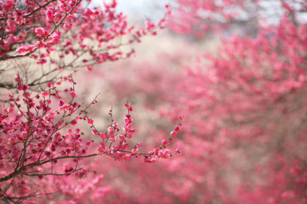 Vibrant pink cherry blossom flowers bloom on delicate branches against a soft, blurred natural background in this HD desktop wallpaper and background image.