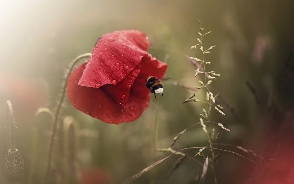 Earth Poppy Flowers Nature Flower Red Flower Bee HD Wallpaper | Background Image