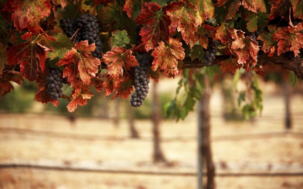 Food Grapes Fruits Leaf HD Wallpaper | Background Image