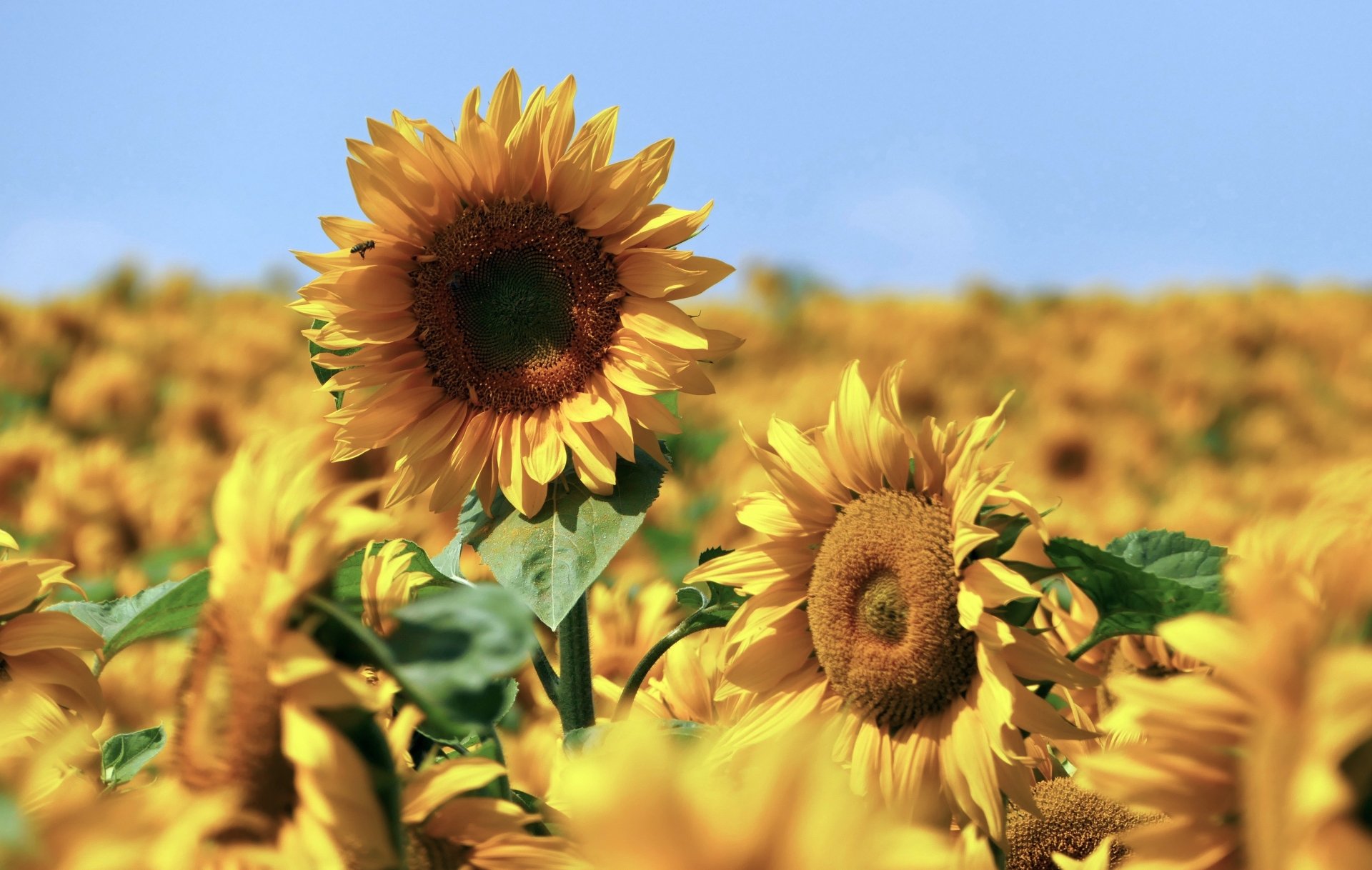 Download Summer Yellow Flower Flower Nature Sunflower 4k Ultra HD Wallpaper