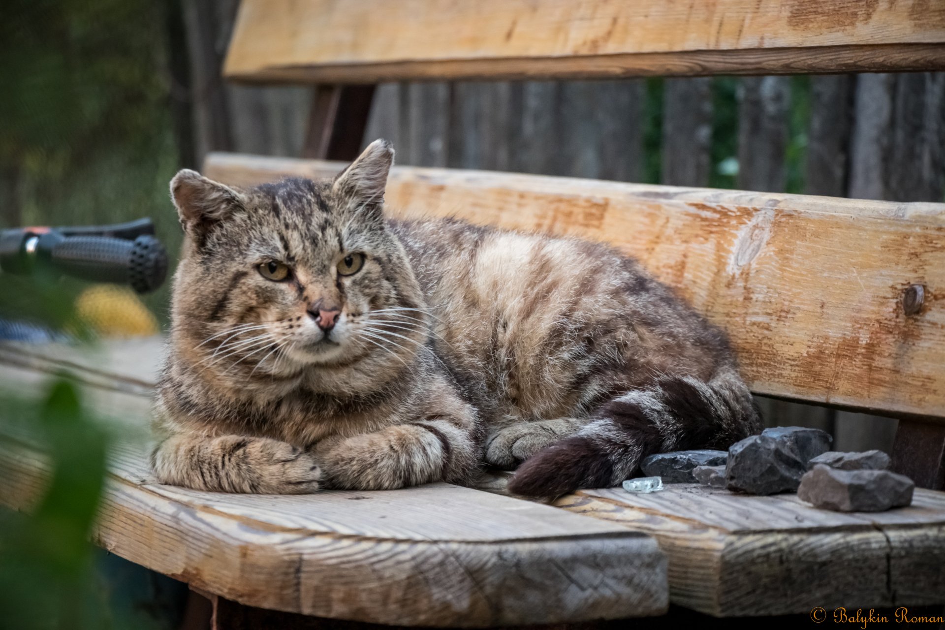 A serene cat lounges on a wooden bench, surrounded by small stones. HD desktop wallpaper and background showcasing the cat's relaxed demeanor amidst a natural, rustic setting.