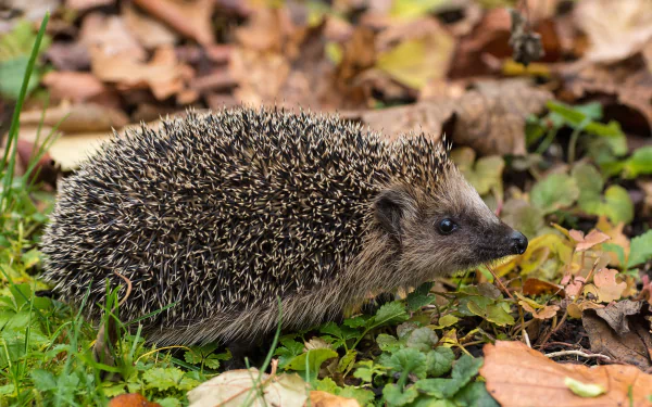 4K Ultra HD wallpaper featuring a detailed close-up of a hedgehog amidst green grass and fallen leaves in a natural outdoor setting.