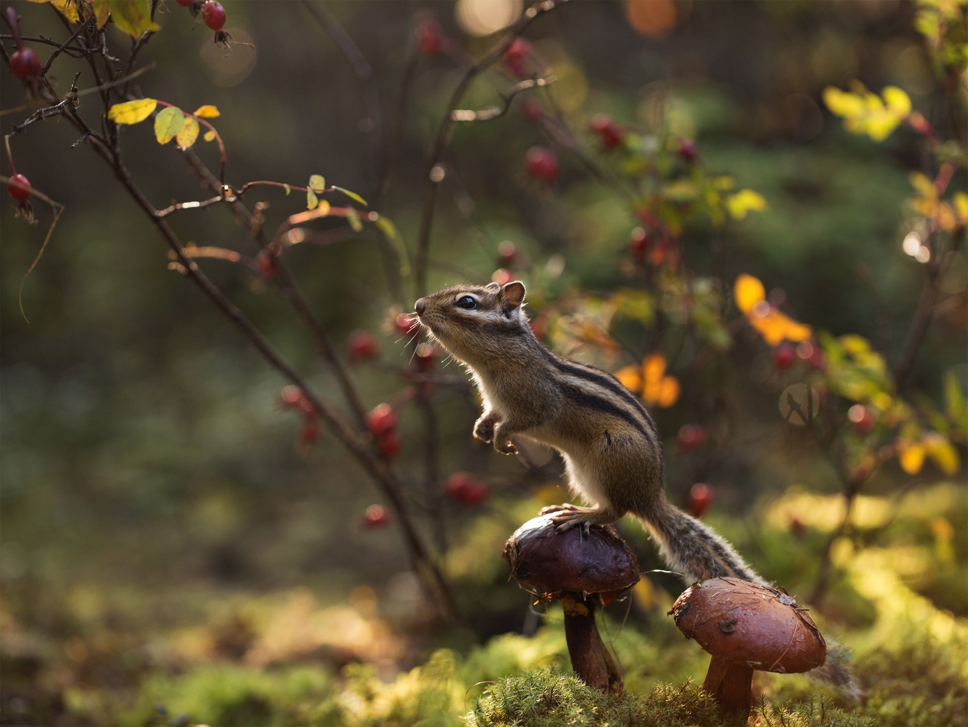 A chipmunk rodent perched on mushrooms in a vibrant forest setting, captured in high-definition for a detailed desktop wallpaper background.