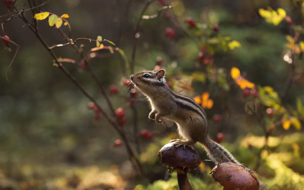 A chipmunk rodent perched on mushrooms in a vibrant forest setting, captured in high-definition for a detailed desktop wallpaper background.