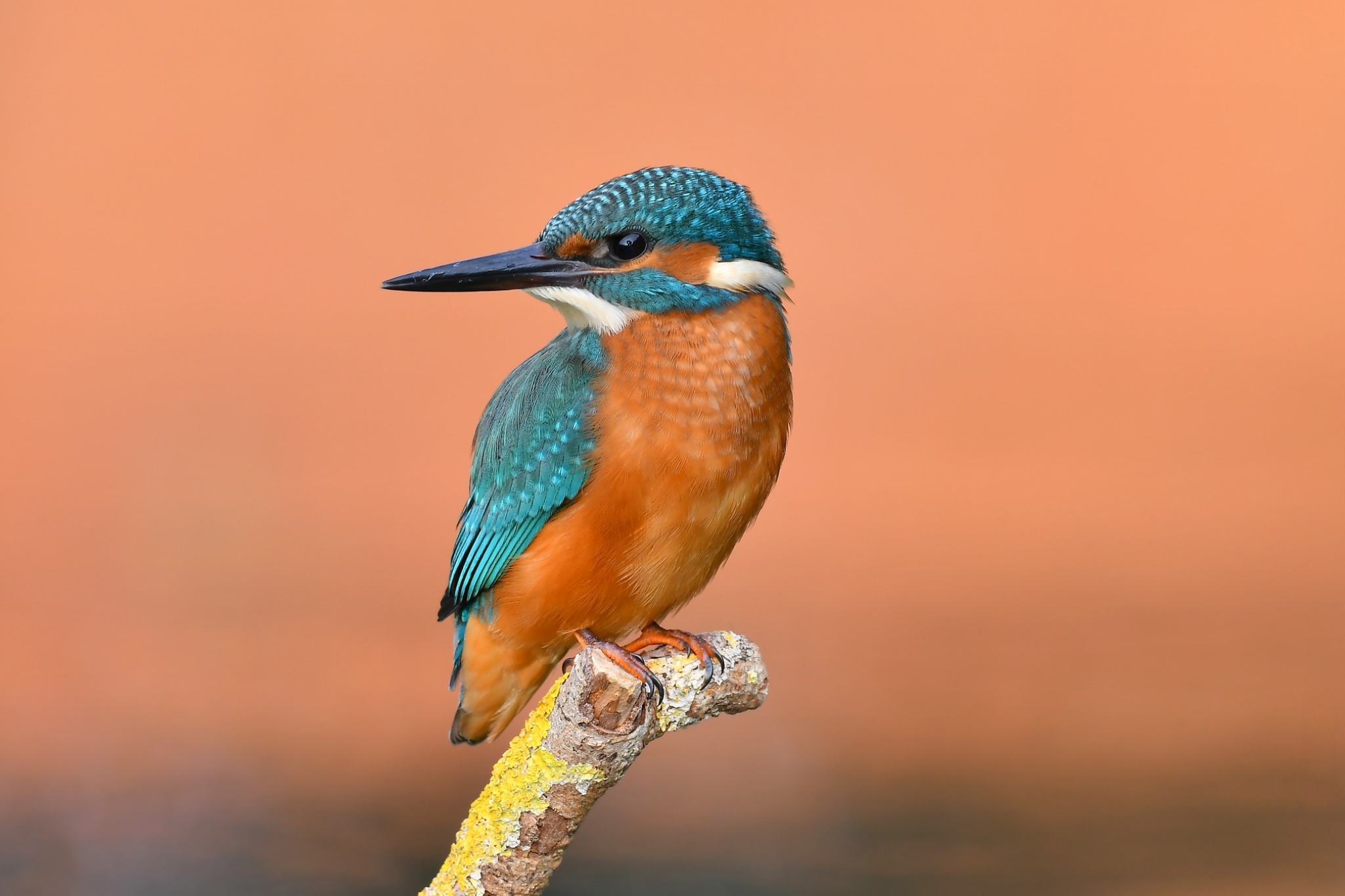 44+ Kingfisher Bird Wallpaper Free Download Images - Wallpaper HD
