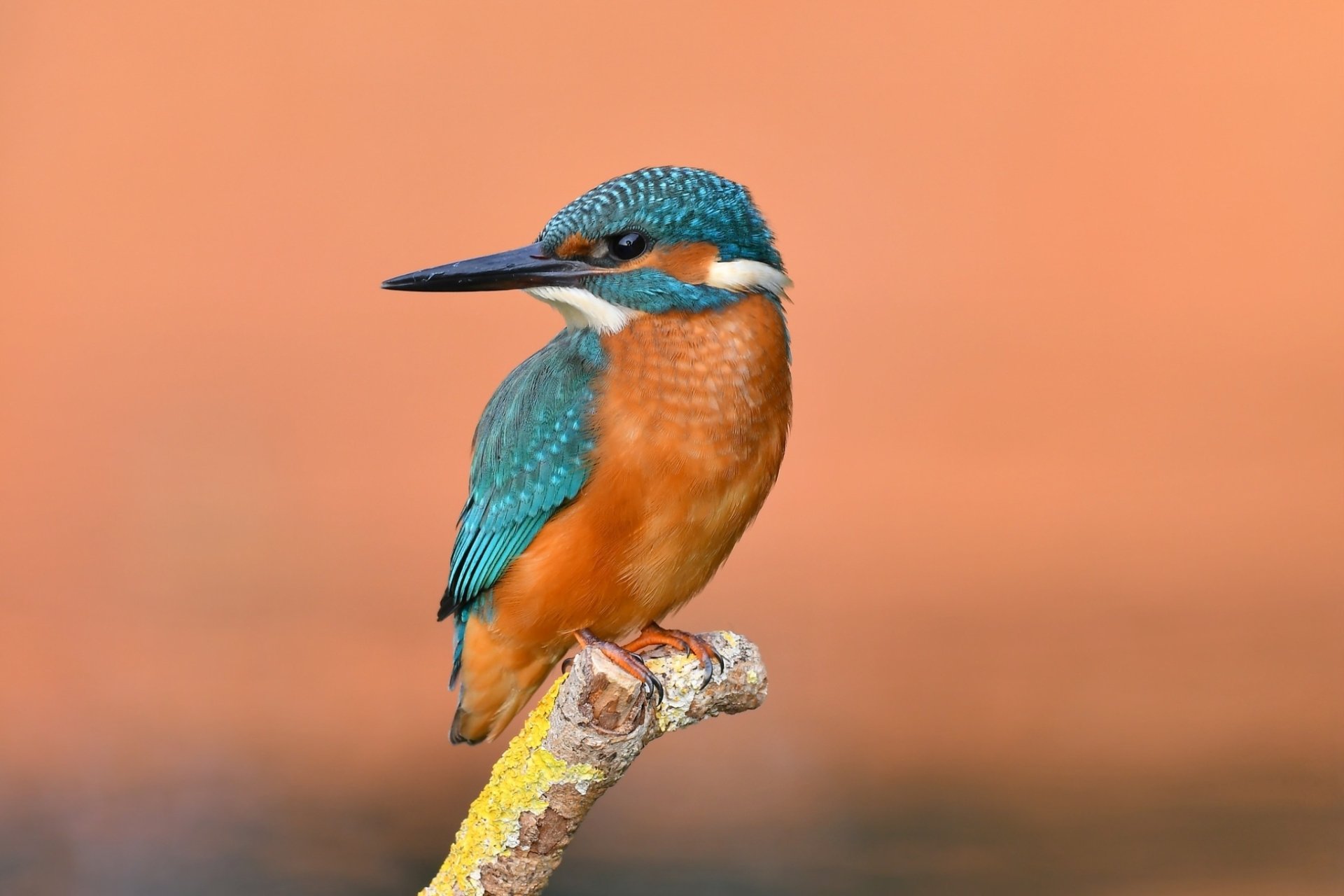 Download Bird Animal Kingfisher HD Wallpaper