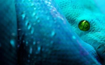 Close-up of a vibrant blue snake with striking green eyes, creating a captivating and immersive HD wallpaper background for animal lovers.