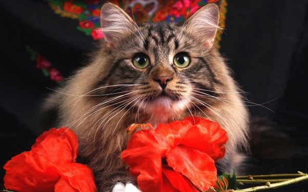 Animal Cat Cats HD Wallpaper | Background Image