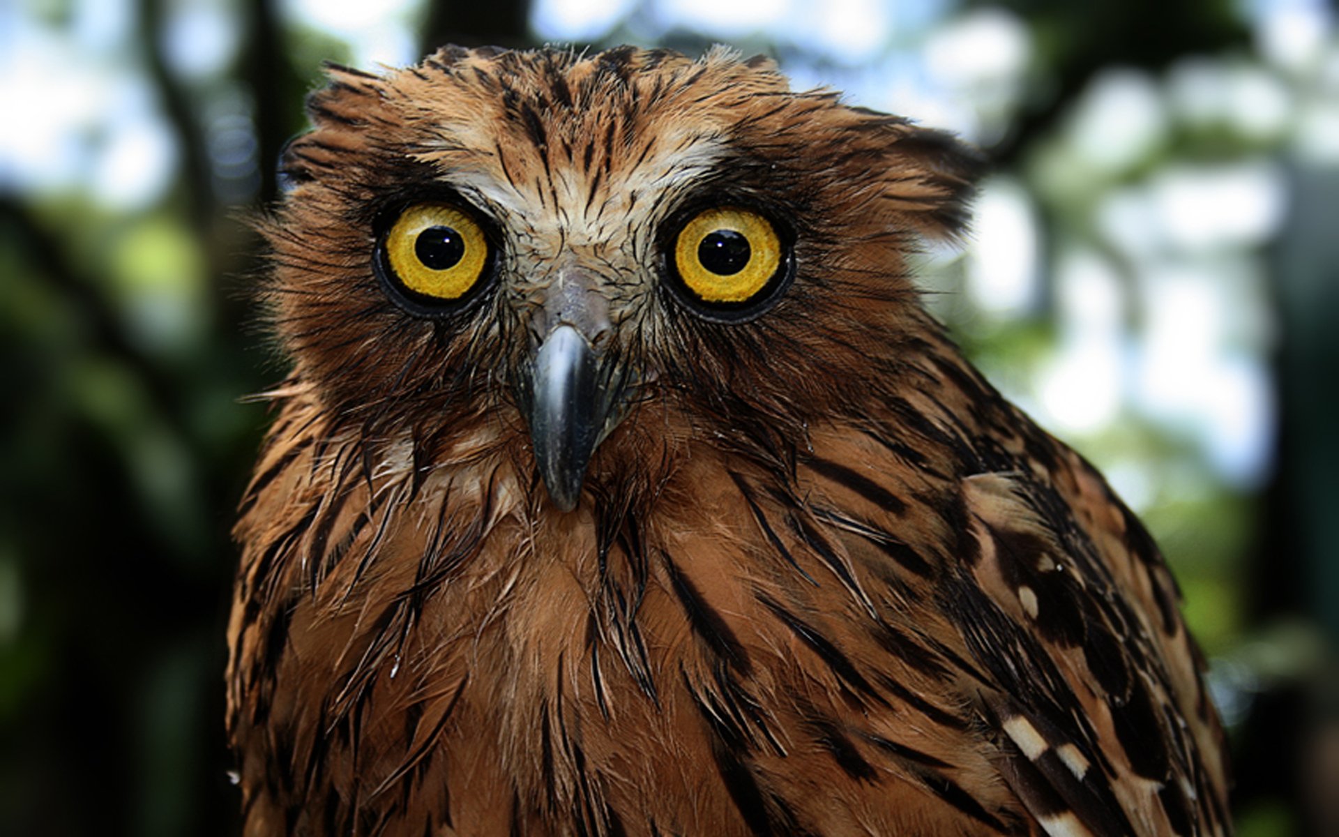 Download Feather Buffy Fish Owl Bird Animal Owl 4k Ultra HD Wallpaper
