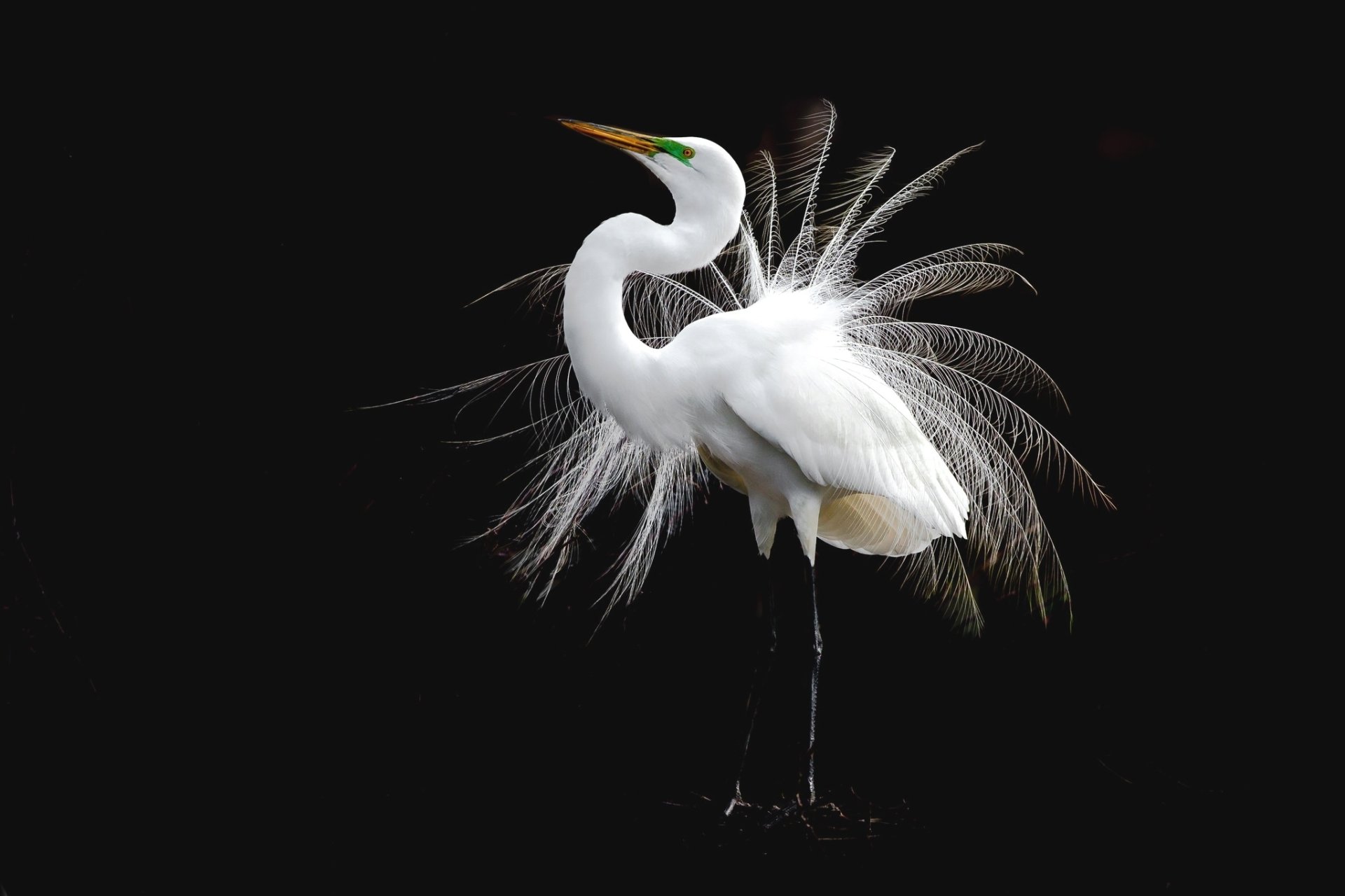 Download Feather Bird Animal Egret HD Wallpaper