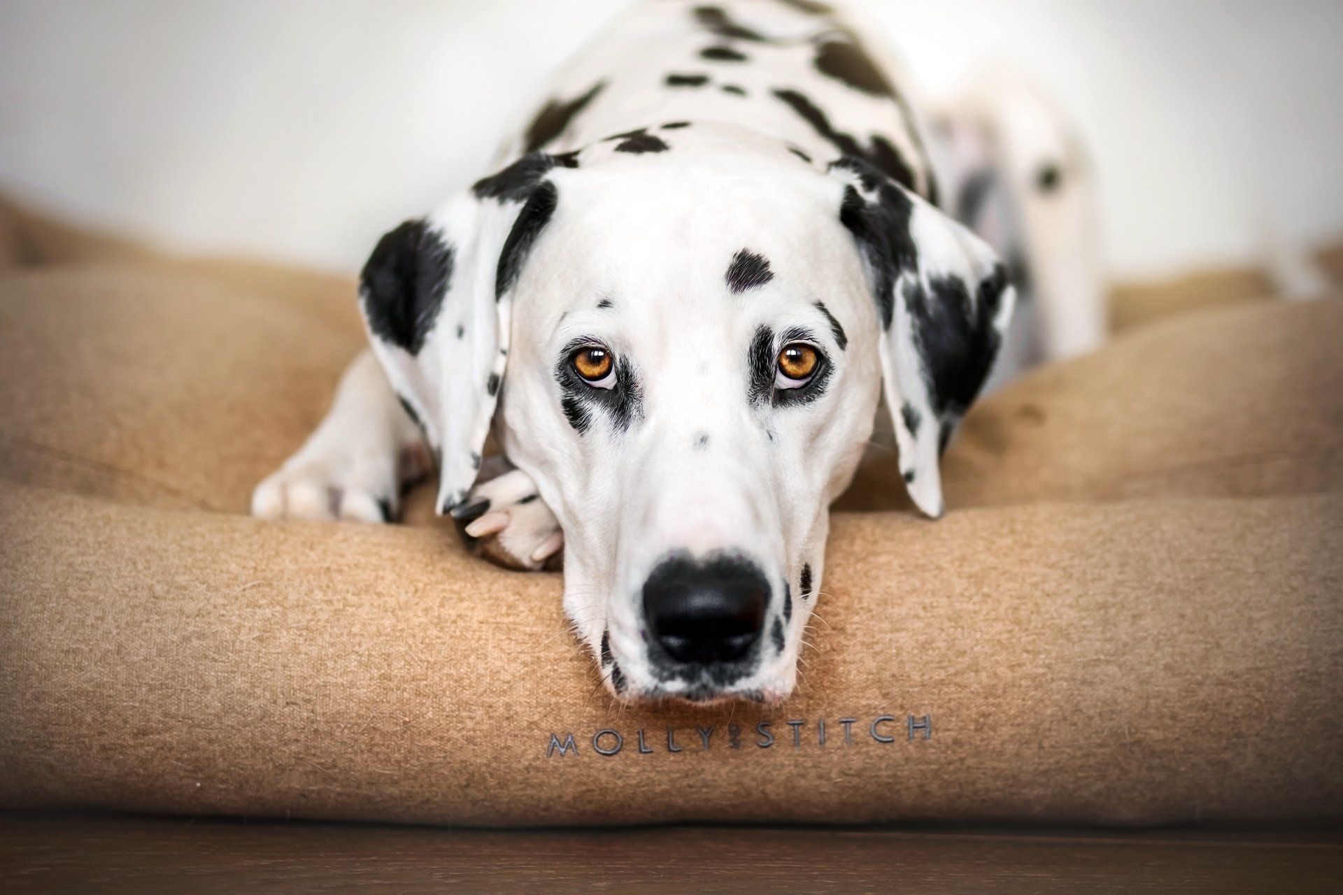 Close-up of a Dalmatian's face staring at the camera, amber eyes and black spots, resting on a soft cushion — 5K Ultra HD PC desktop wallpaper.