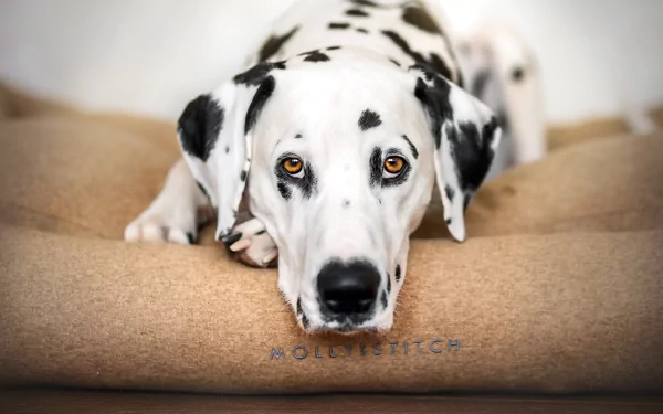 Close-up of a Dalmatian's face staring at the camera, amber eyes and black spots, resting on a soft cushion — 5K Ultra HD PC desktop wallpaper.