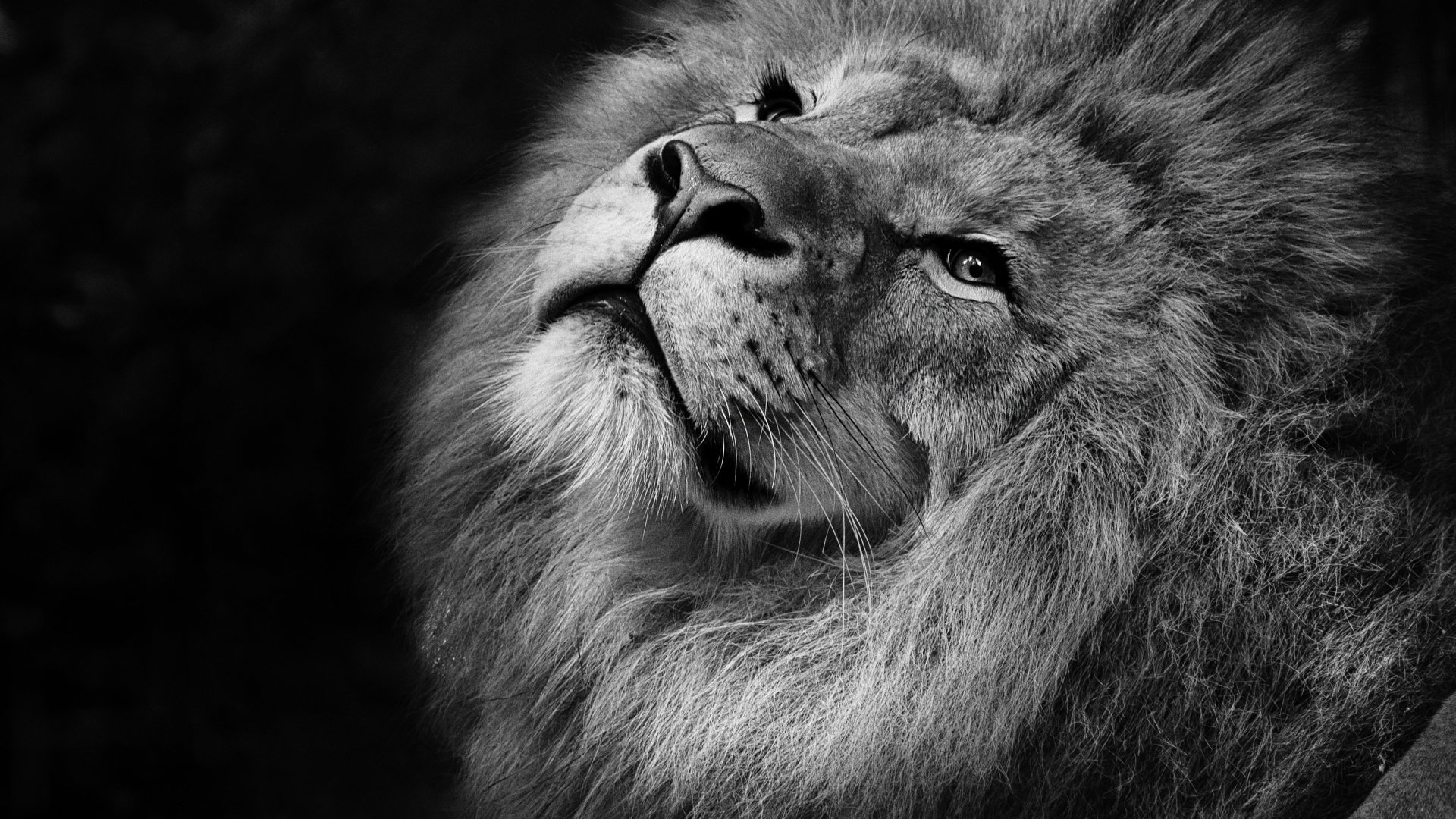 Download Black & White Animal Lion 4k Ultra HD Wallpaper