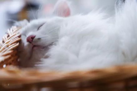 Close-up of a fluffy white cat peacefully sleeping in a wicker basket, captured in 4K Ultra HD quality for a serene desktop wallpaper background.